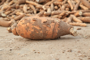 Cassava root - dry cassava root