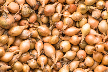 Onions shallots macro background texture