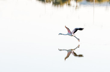 Flamingo bird flying above the water