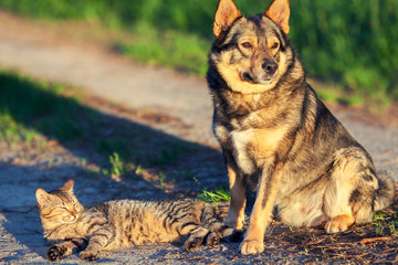 Dog and cat relaxing outdoors in summer