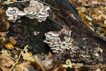 Fungus Smoky Bracket (Bjerkandera adusta) on tree stump