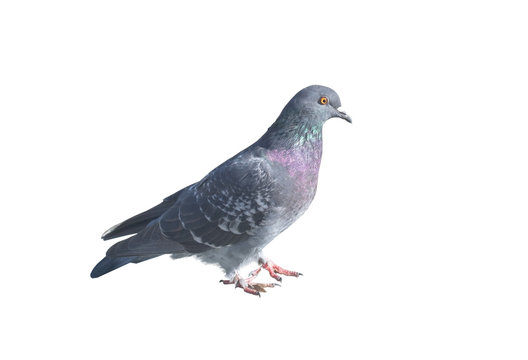 the big Beautiful pigeon