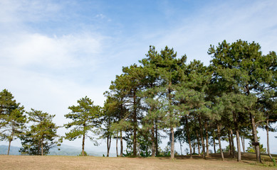 Trees sky background