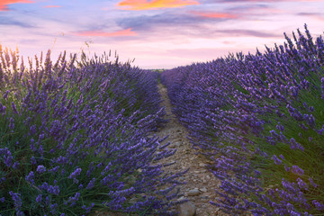Obraz premium Beautiful colors of lavender field in Provence, Valensole