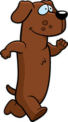Dachshund Running