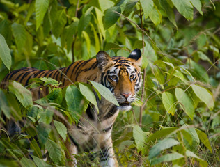 Fototapeta na wymiar Wild Bengal tiger looks out from the bushes in the jungle. India. Bandhavgarh National Park. Madhya Pradesh. An excellent illustration.