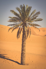 Palm tree in Erg Chebbi, at the western edge of the Sahara Deser