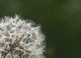 Fluffy dandelion, close-up