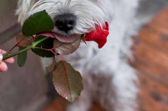 Cute white dog with rose in his mouth