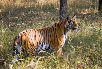 Fototapeta na wymiar Wild tiger in the jungle. India. Bandhavgarh National Park. Madhya Pradesh. An excellent illustration.