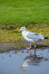 seagull