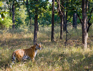 Wild tiger in the jungle. India. Bandhavgarh National Park. Madhya Pradesh. An excellent illustration.