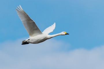 飛ぶ白鳥
