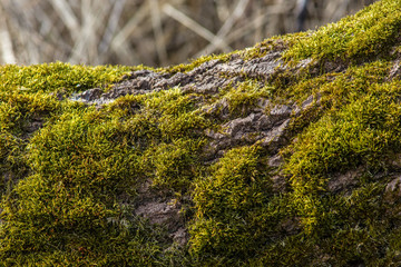 vivid green moss grows on a bark of a fallen tree