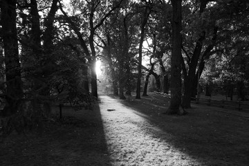 Trees in the summer park, black and white