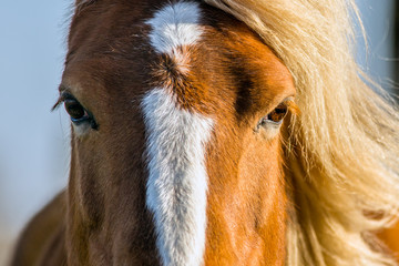 An extreme close up of a horse with light coming from one side which is lighting up one eye and her manes on the right side