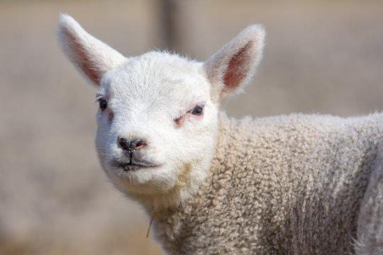 a portrait of a young, sweet lamb with an isolated, blurred background