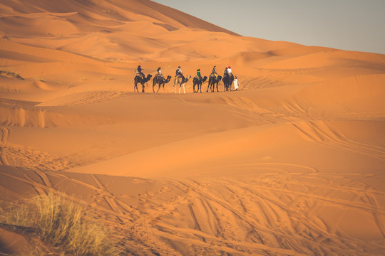 Camel caravan going through the sand dunes in the Sahara Desert,
