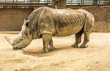 Great white Rhino