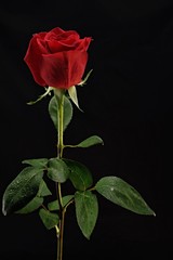 dewy red rose on a black background