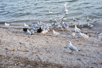 Obraz premium several seagulls coming for feeding at the border of the lake