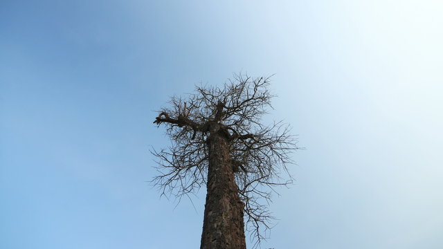 Camera moving along a trunk dolly of a dead tree and blue sky background, 4K 4096x2304.
