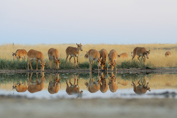 Wild Saiga antelopes in steppe near watering pond - 102609951