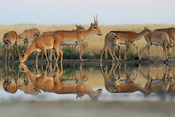 Wild Saiga antelopes in steppe near watering pond - obrazy, fototapety, plakaty