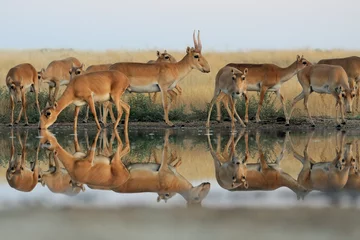 Papier Peint photo Lavable Antilope Wild Saiga antelopes in steppe near watering pond