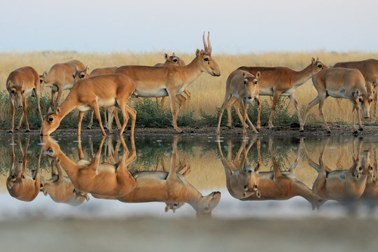 Wild Saiga antelopes in steppe near watering pond
