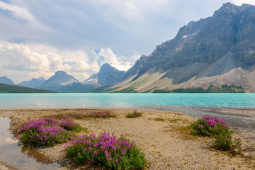Majestic mountain lake in Canada. Bow Lake, Banff, Alberta.