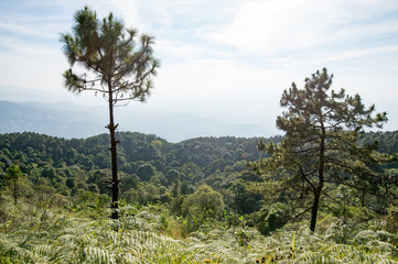 Trees sky background