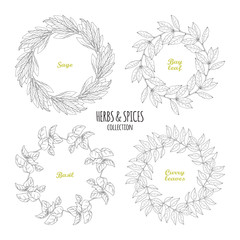 Spicy herb circle frames collection. Hand drawn sage, bay leaf, basil, curry