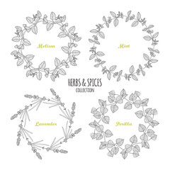 Spicy herb circle frames collection. Hand drawn melissa, mint, lavender, perilla