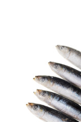 Raw european anchovy isolated white background