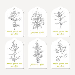 Tags collection with hand drawn spicy herbs oregano, cilantro, savory, tarragon, rosemary, parsley