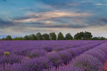 Fototapeta na wymiar Beautiful colors of lavender field in Provence, Valensole