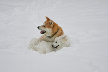 Dog games in the snow