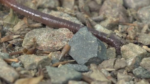 Macro close-up of an earthworm moving on the ground in its natural environment. Location: Lomma, southern Sweden in the summer (June). Filmed in 4k.
