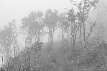 black and white image of tree trunks and foggy morning