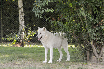 Obraz premium Arktyczny Wilk