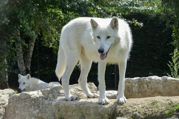 Obraz premium Arktyczny Wilk