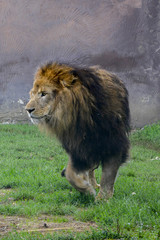 Lion d'Asie