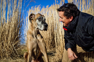 Adorable great Dane and handsome man gazing at each other amidst stands of yellow tall grass with...