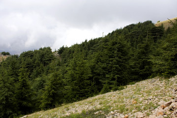 Obraz premium Mountains of Lebanon were once shaded by thick cedar forests and the tree is the symbol of country. After centuries of persistent deforestation, extent of these forests has been markedly reduced