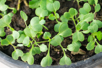 Sapling of Chinese kale