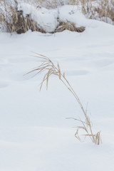 Yellow dried up reed on white snow