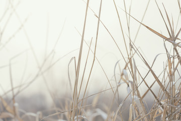 Yellow dried up reed on white snow