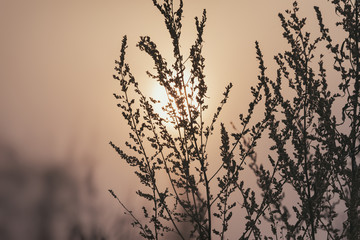 Dry grass sky summer sunset
