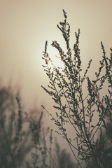 Dry grass sky summer sunset